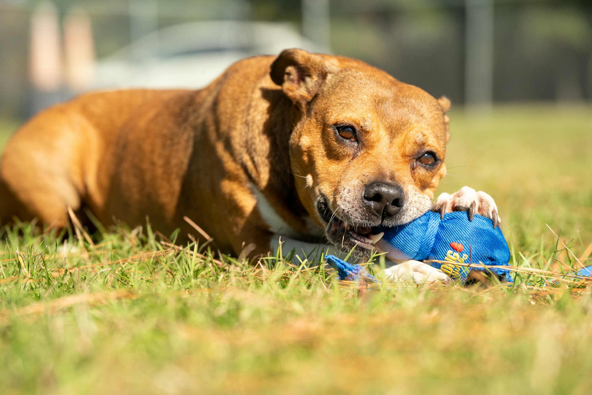 Duchess - 6 yo Senior in foster home