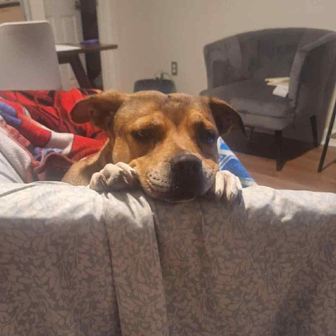 Duchess - 6 yo Senior in foster home — thumbnail 2