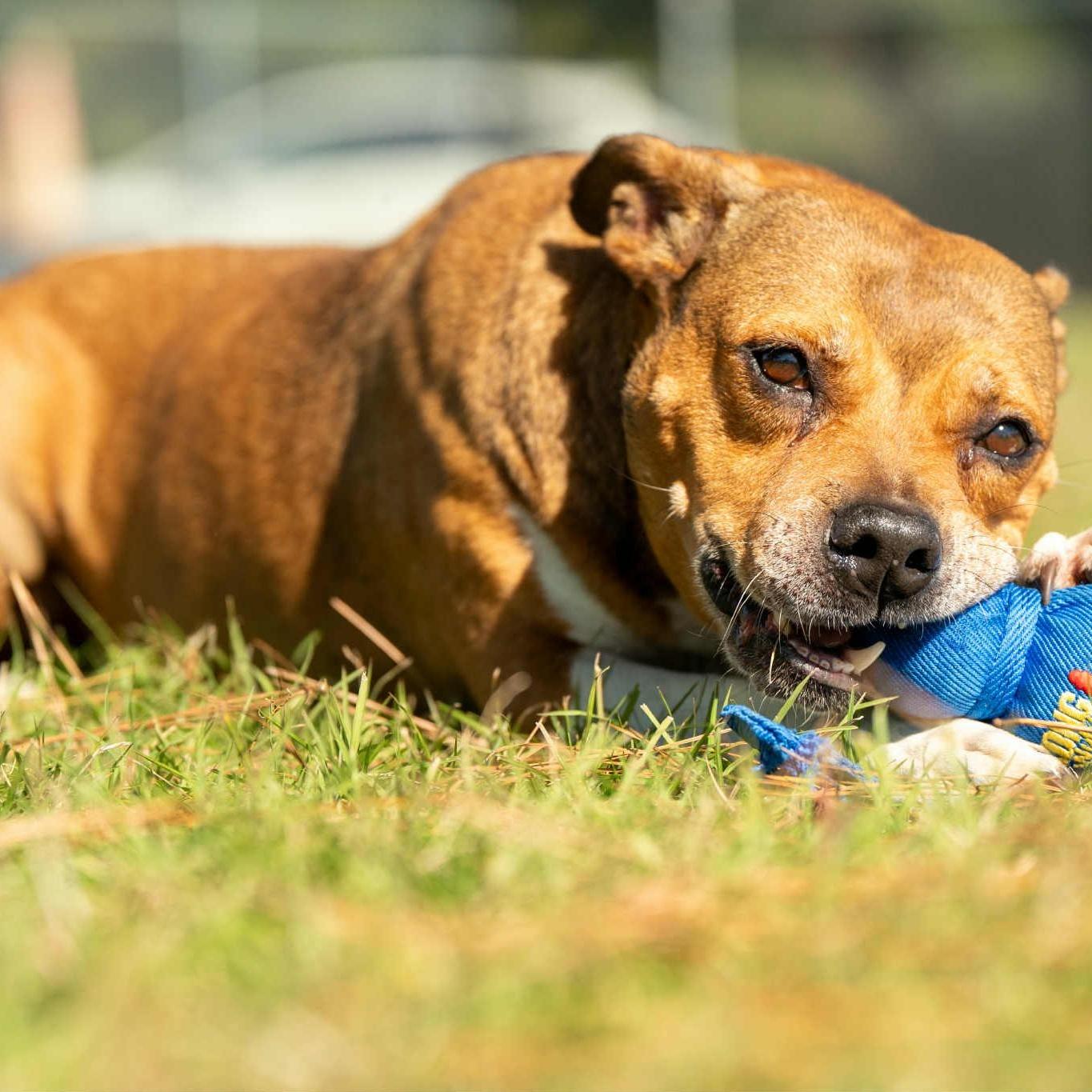 Duchess - 6 yo Senior in foster home — thumbnail 3