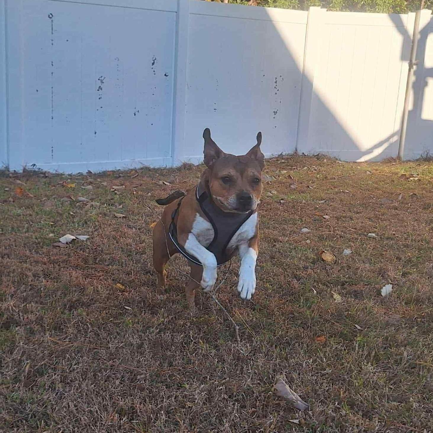 Duchess - 6 yo Senior in foster home — thumbnail 4