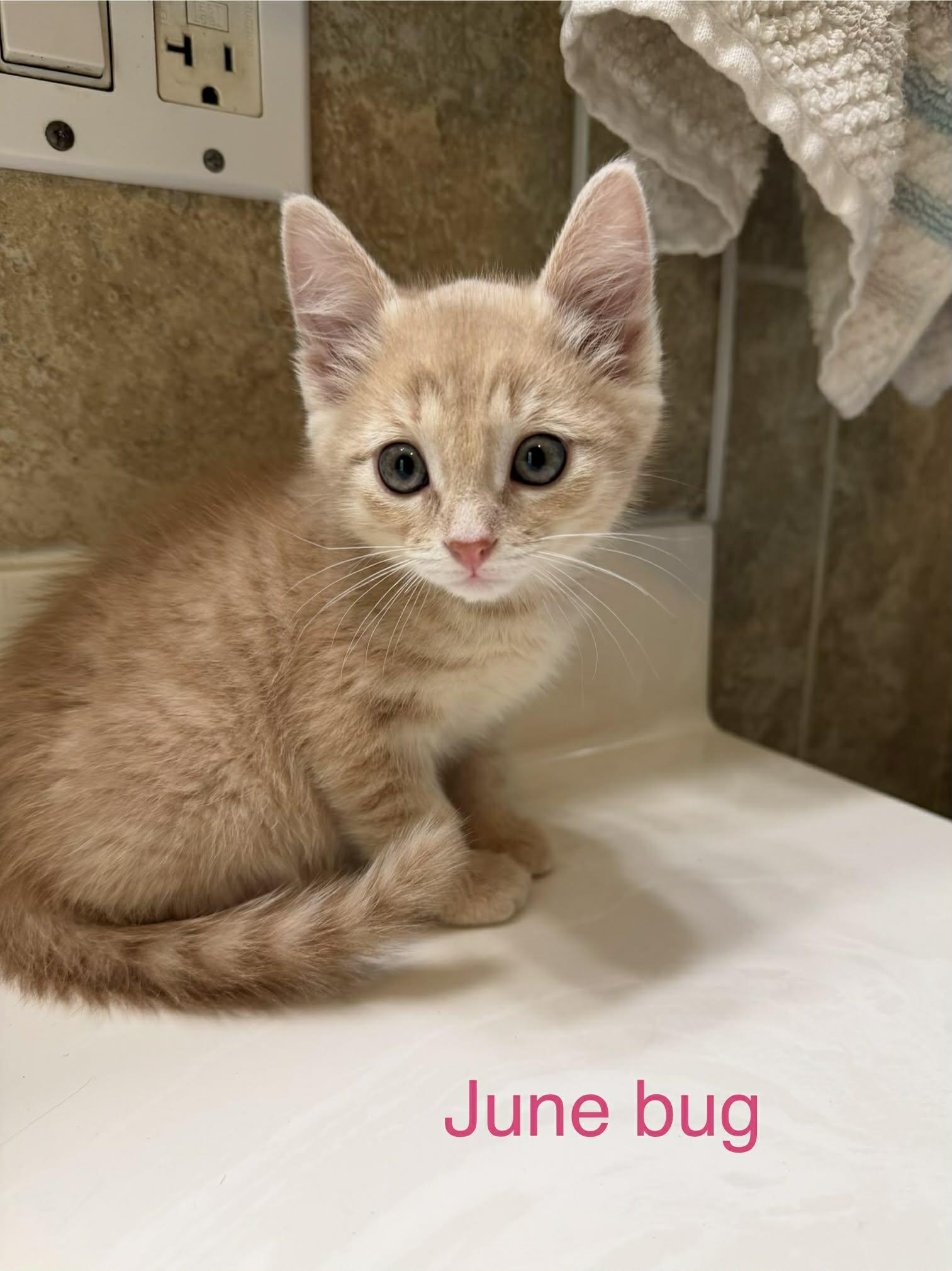 June bug, adopted, Kitten Female Domestic Short Hair.