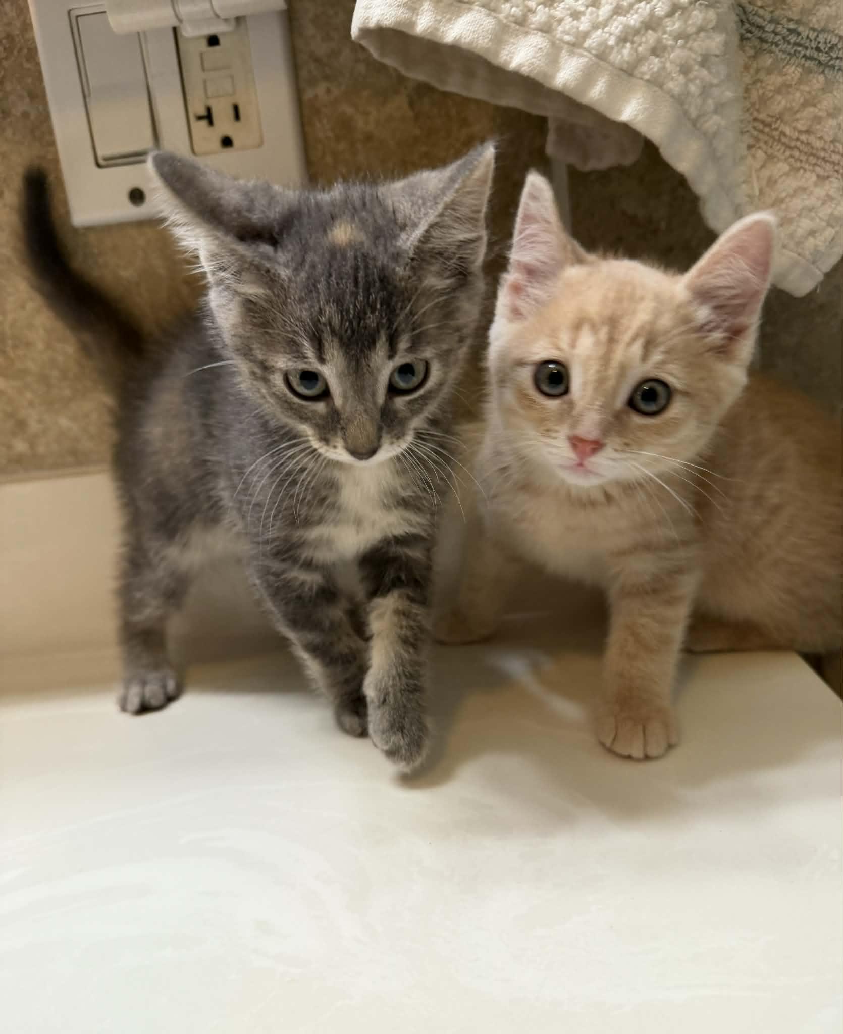 June bug, an adopted Domestic Short Hair in Reeseville, WI image 2/2