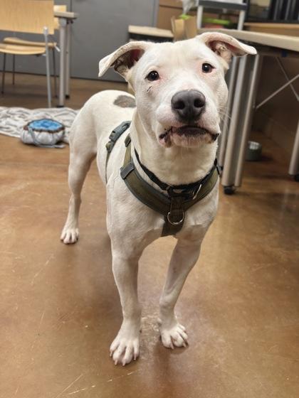 Enlarge Gallaudet, a Adoptable mixed breed in Knoxville, TN image 1/3