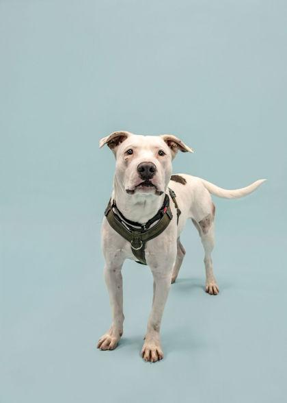 Enlarge Gallaudet, a Adoptable mixed breed in Knoxville, TN image 2/3