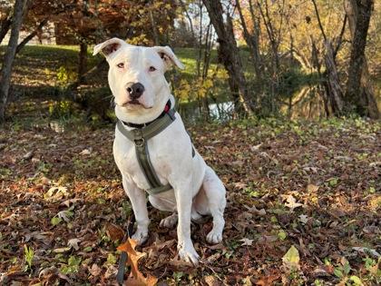 Enlarge Gallaudet, a Adoptable mixed breed in Knoxville, TN image 3/3