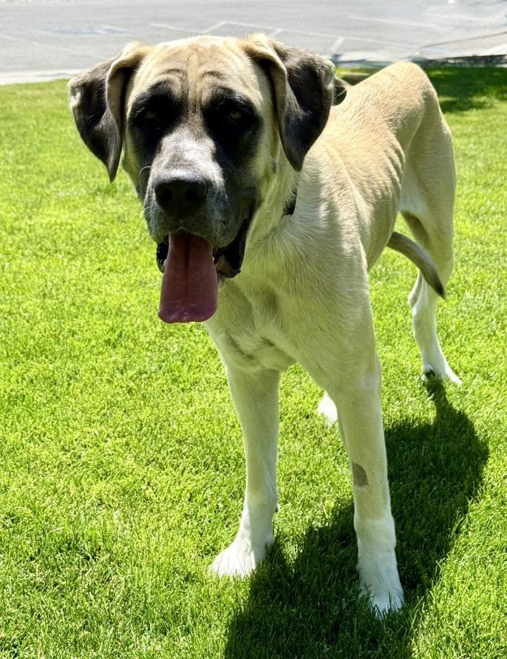 Addy, ADOPTABLE, Adult Female Mastiff.