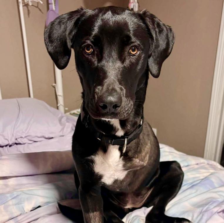 Delilah, ADOPTABLE, Young Female Labrador Retriever & Mixed Breed.