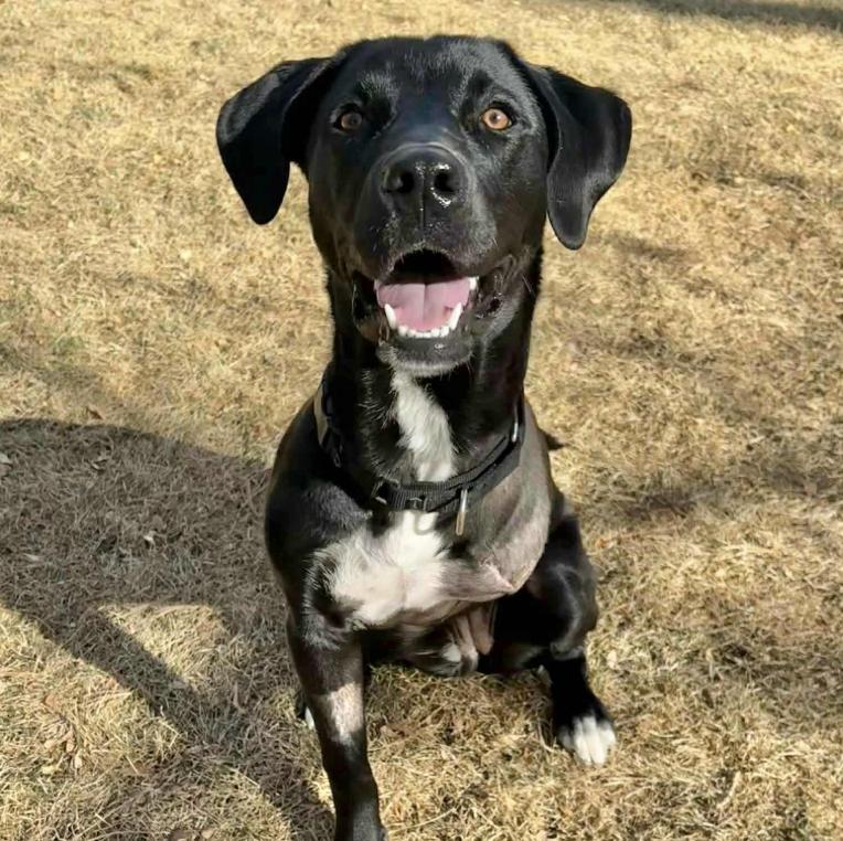 Delilah, ADOPTABLE, Young Female Labrador Retriever & Mixed Breed.