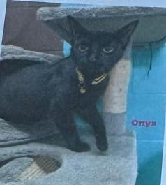 Onyx, Adoptable, Adult Female Domestic Short Hair.
