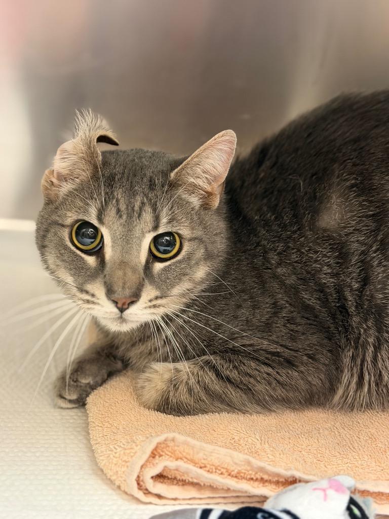 Enlarge KIP, a Adopted mixed breed in Wintersville, OH image 1/4