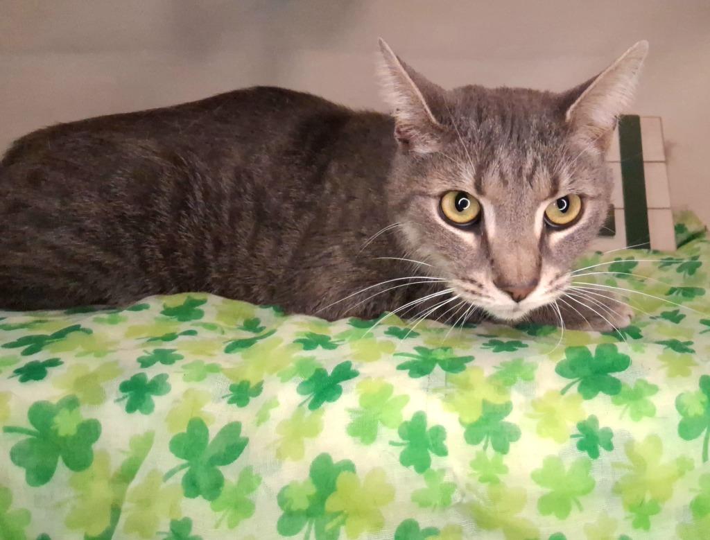 Enlarge KIP, a Adopted mixed breed in Wintersville, OH image 2/4