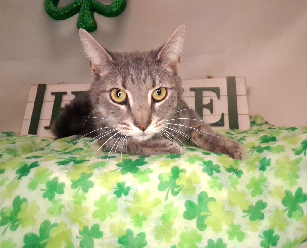 Enlarge KIP, a Adopted mixed breed in Wintersville, OH image 3/4