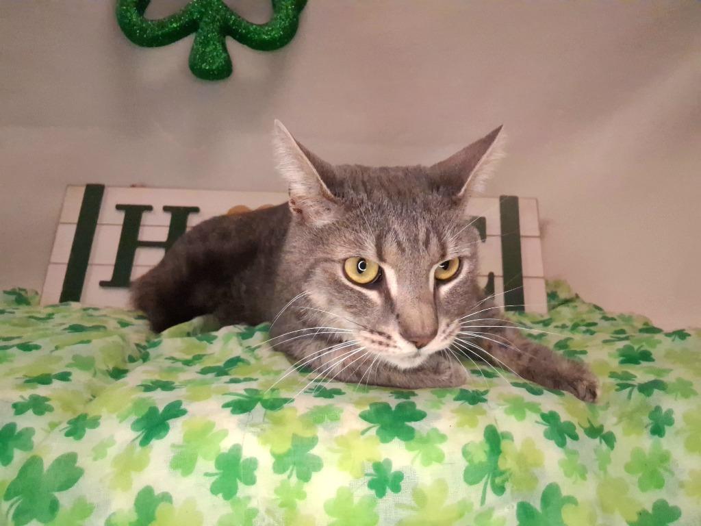 Enlarge KIP, a Adopted mixed breed in Wintersville, OH image 4/4