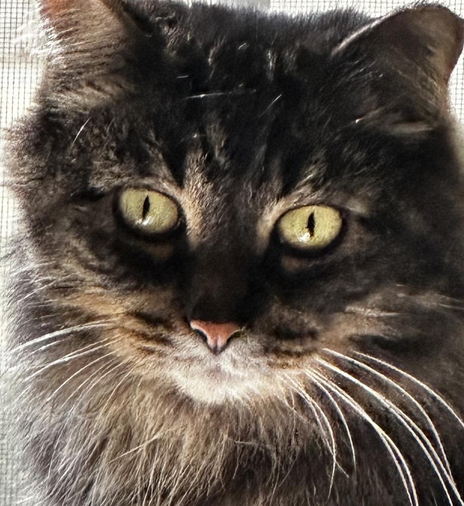 Gracie (25-048 C), Adoptable, Adult Female Domestic Long Hair.