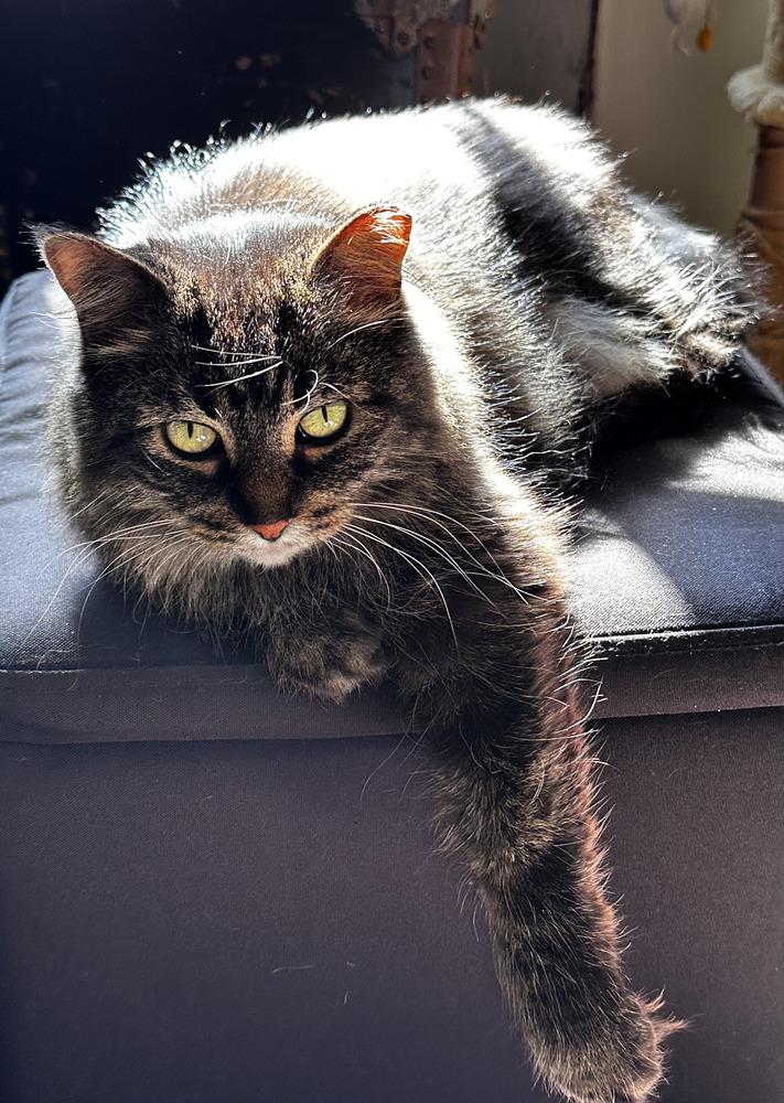 Gracie (25-048 C), a Adoptable mixed breed in Lansing, MI image 2/6