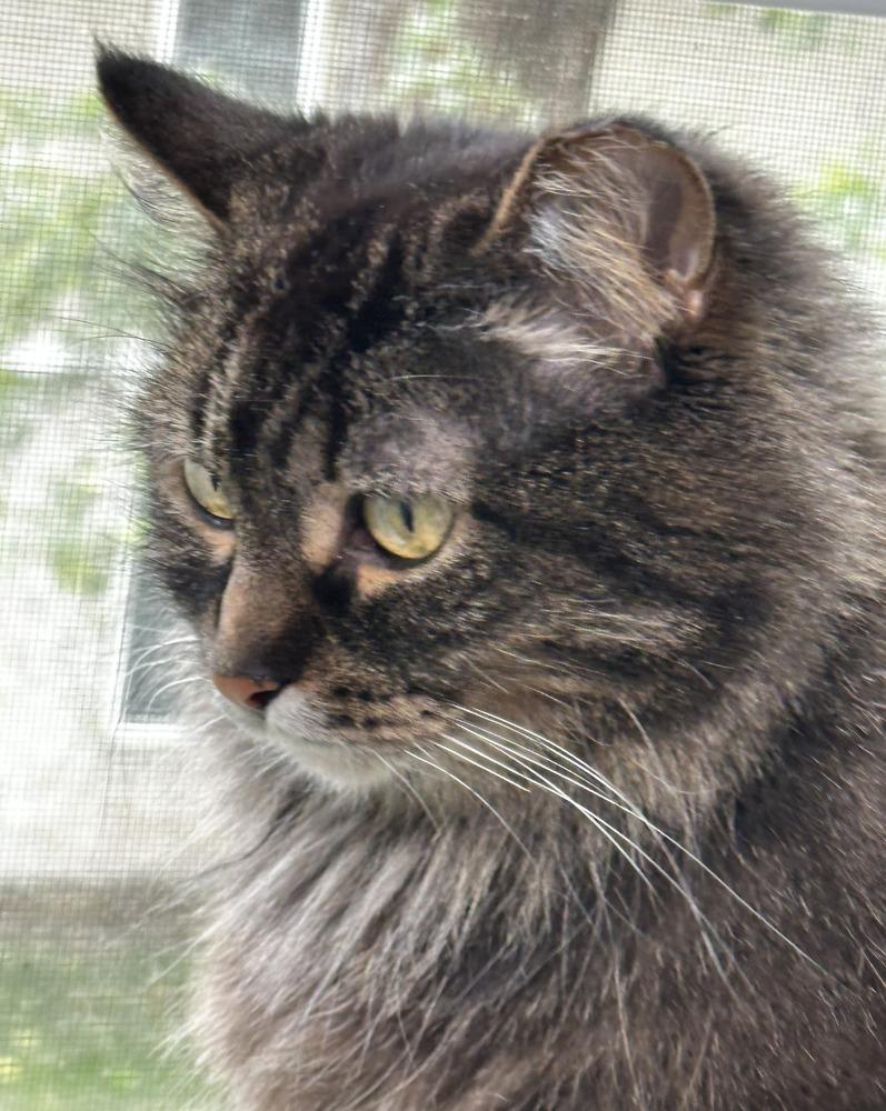 Gracie (25-048 C), a Adoptable mixed breed in Lansing, MI image 3/6