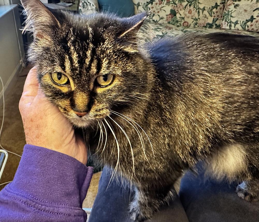 Gracie (25-048 C), a Adoptable mixed breed in Lansing, MI image 4/6