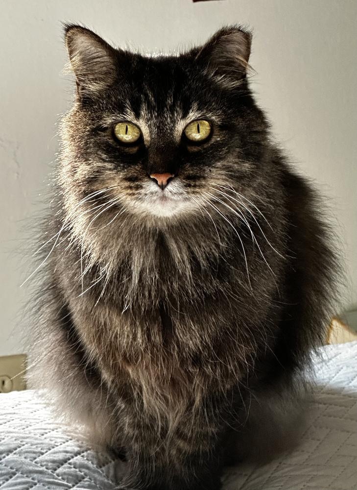 Gracie (25-048 C), a Adoptable mixed breed in Lansing, MI image 5/6