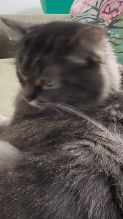 Enlarge Gracie (25-048 C), a Adoptable mixed breed in Lansing, MI video 6/6