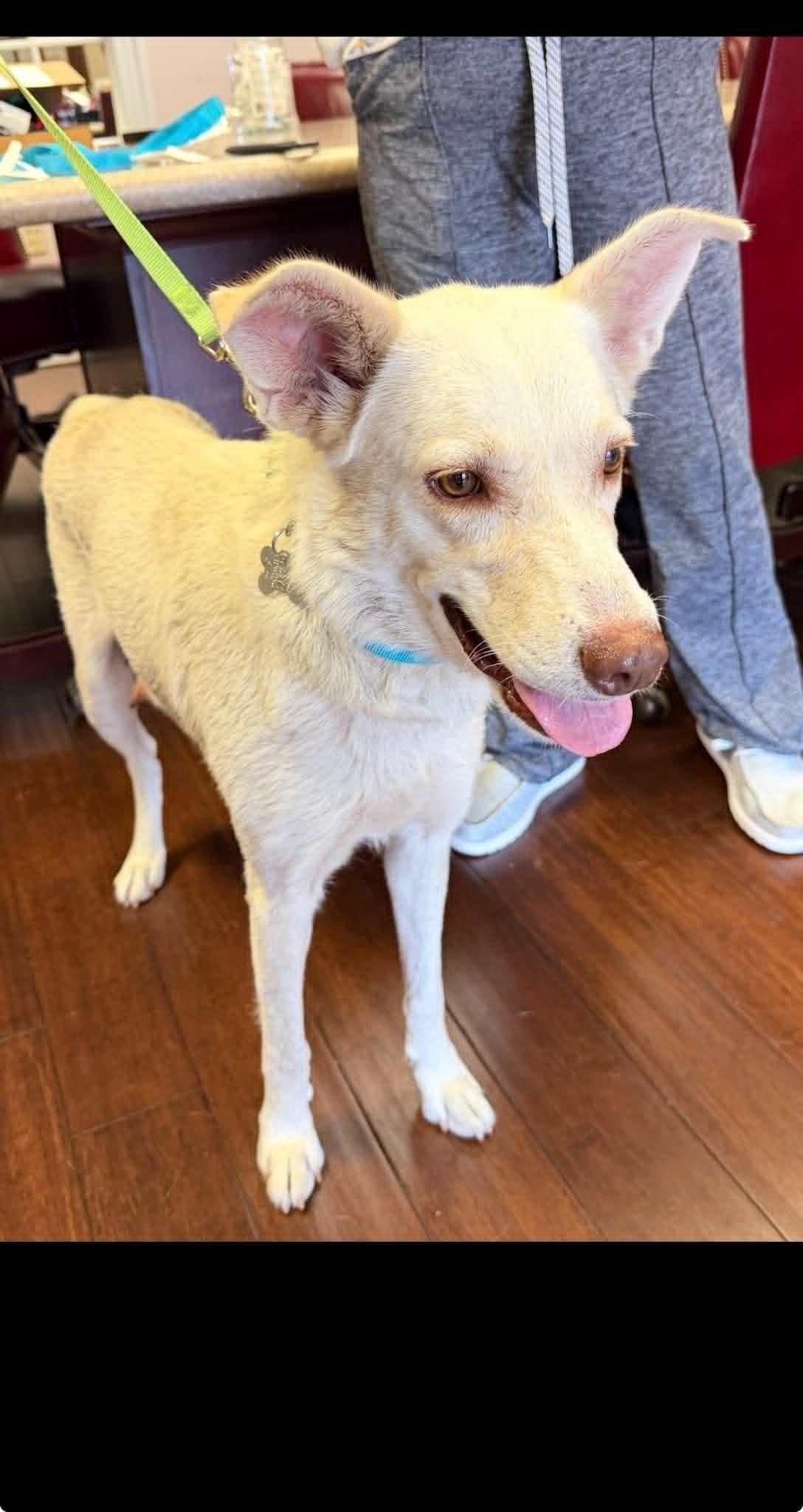 Carly - Carly Simon Litter mom, Adoptable, Adult Female Husky & Terrier.