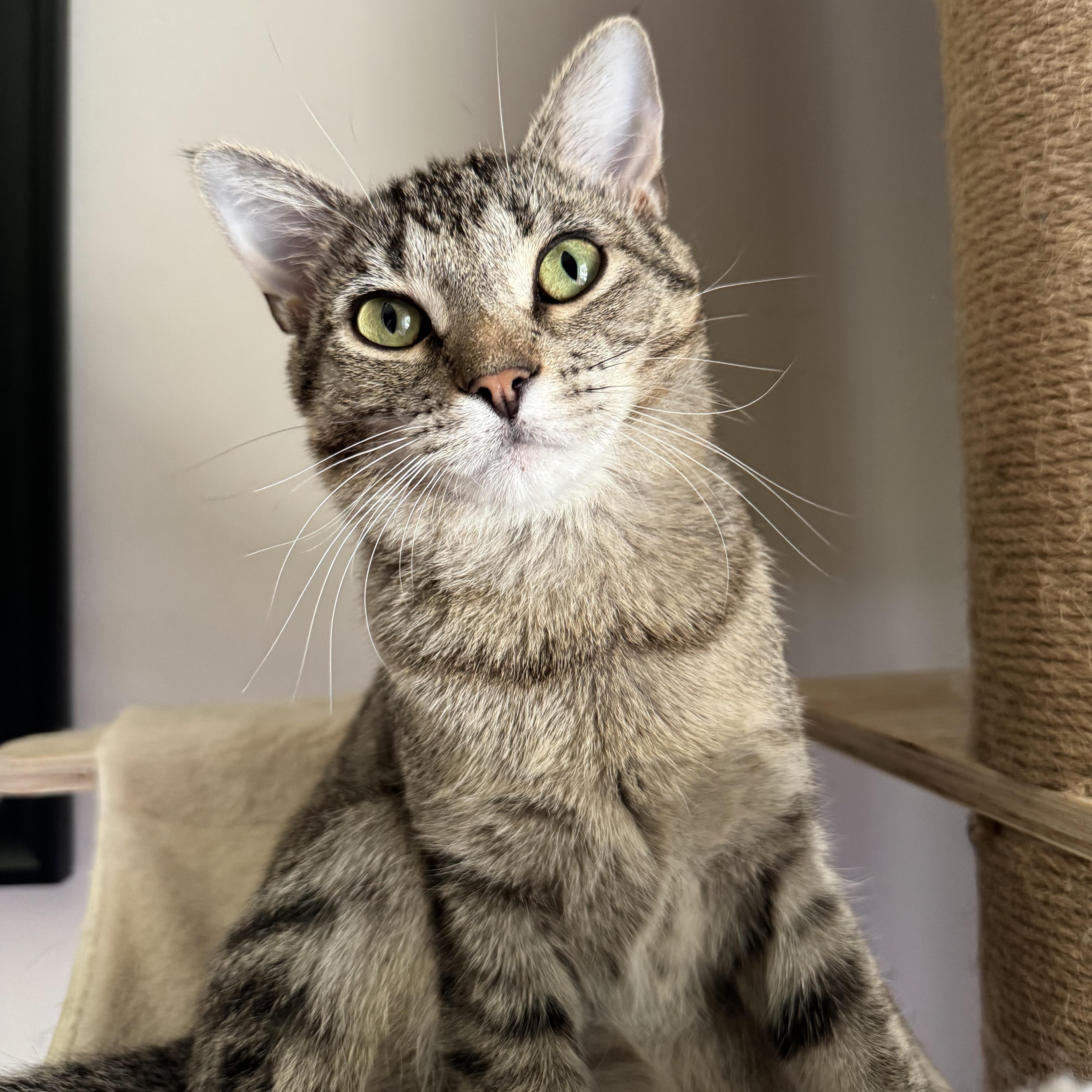 Enlarge Sriracha, a Adoptable Domestic Short Hair in Mount Holly, NC image 3/4