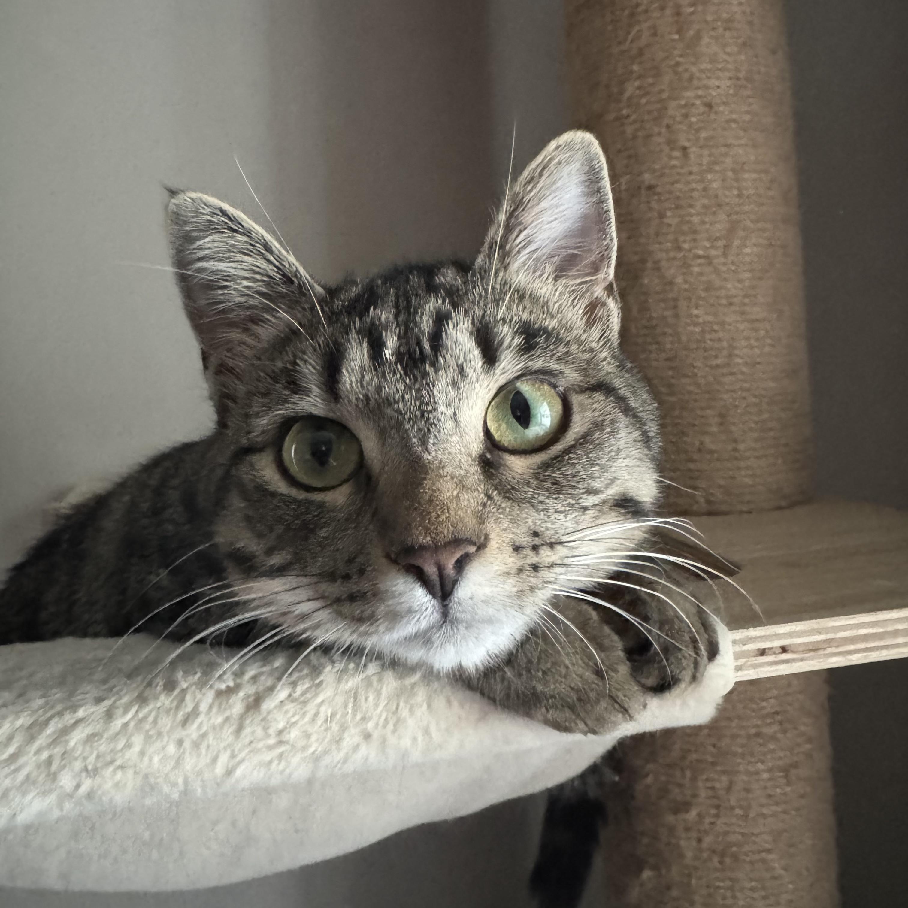 Sriracha, Adoptable, Kitten Female Domestic Short Hair.