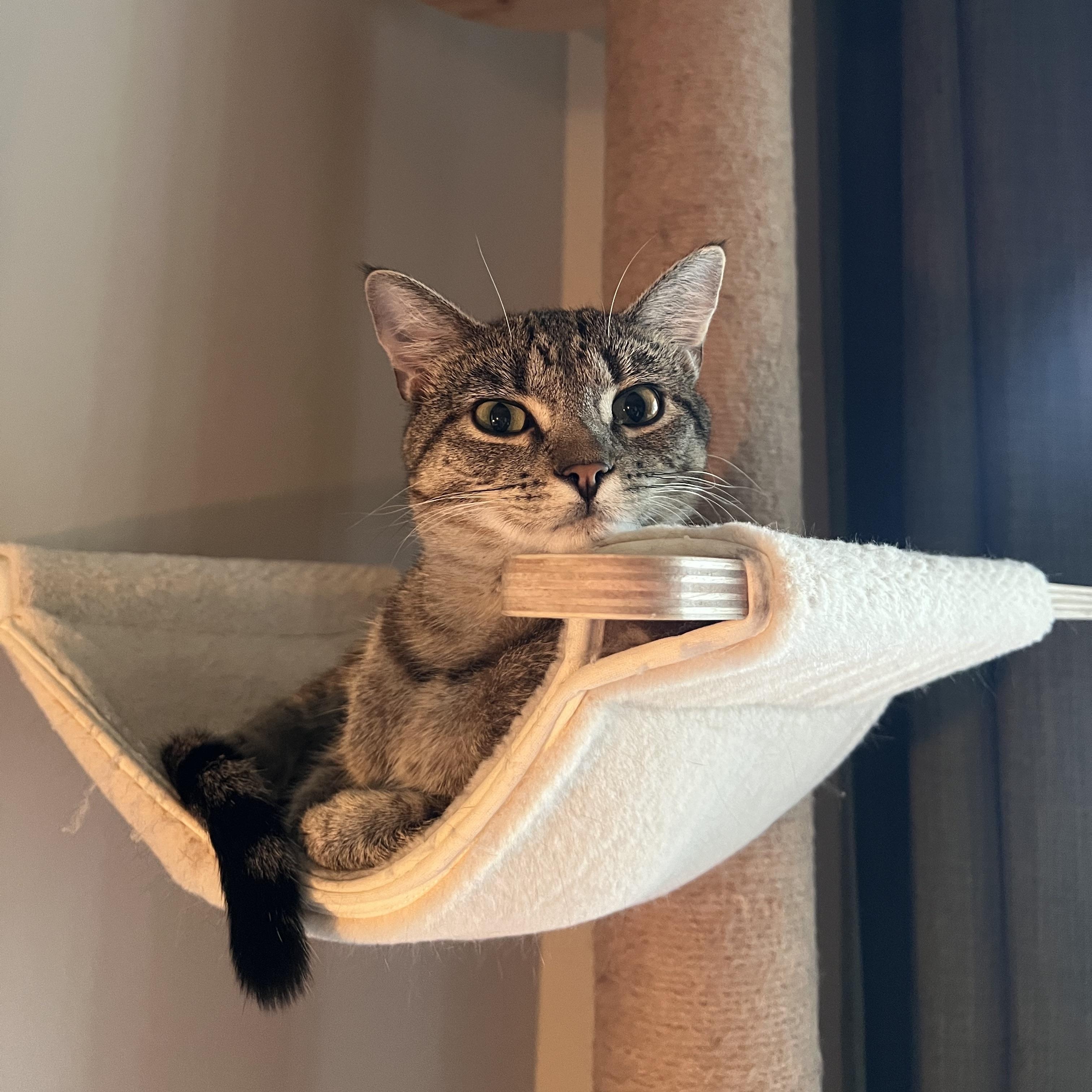 Enlarge Sriracha, a Adoptable Domestic Short Hair in Mount Holly, NC image 2/4