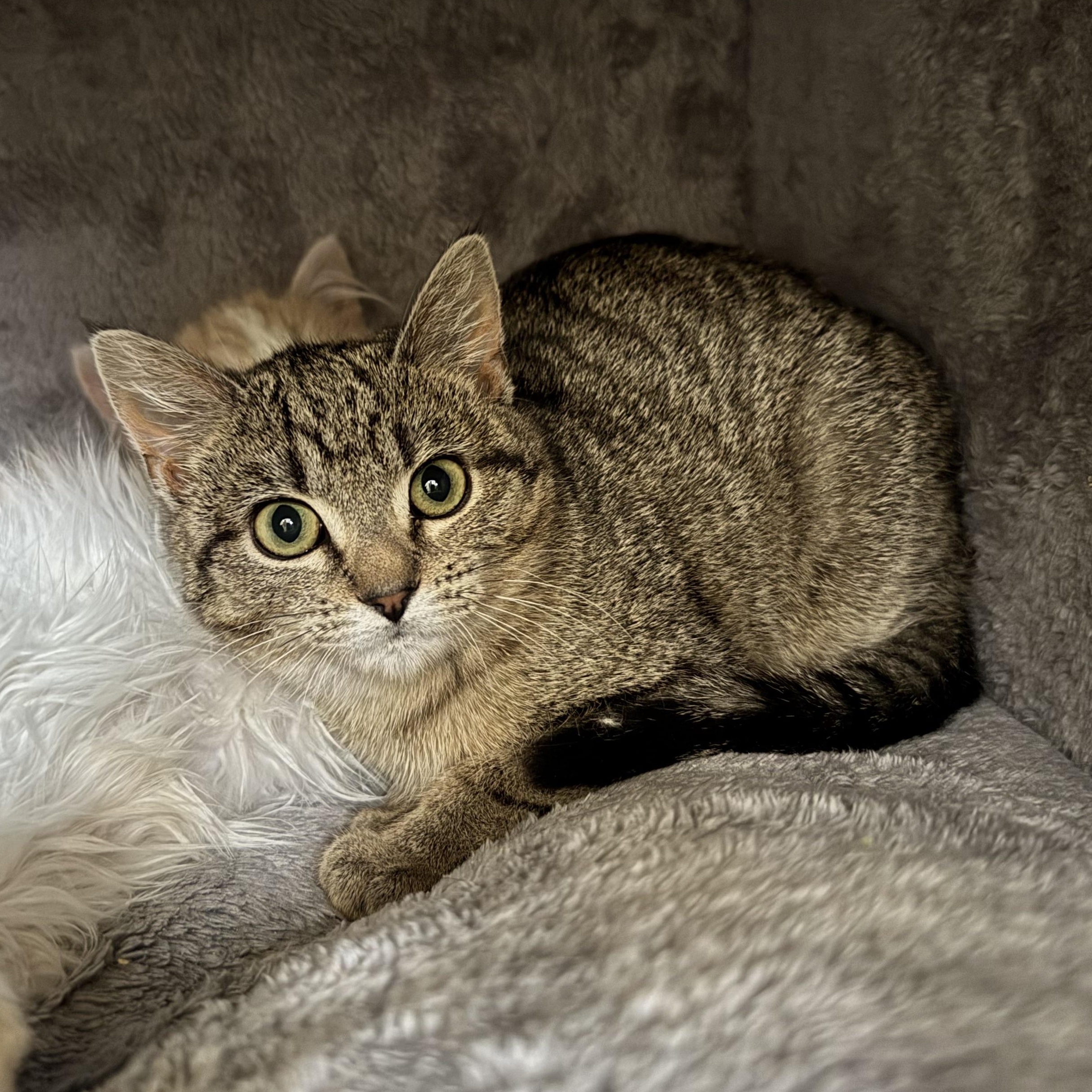Enlarge Sriracha, a Adoptable Domestic Short Hair in Mount Holly, NC image 4/4