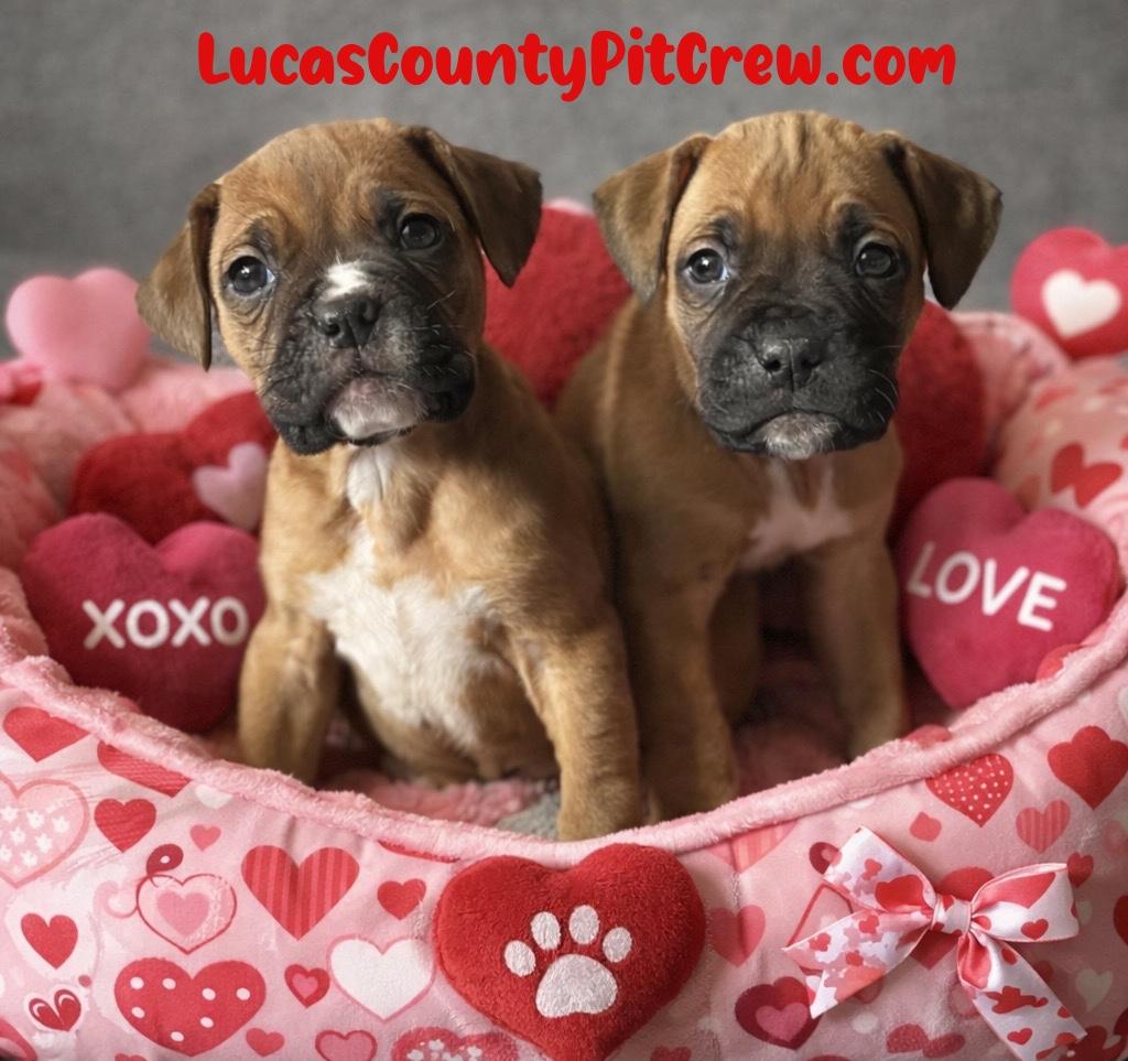 Enlarge Churro, an adopted mixed breed in Toledo, OH image 2/2