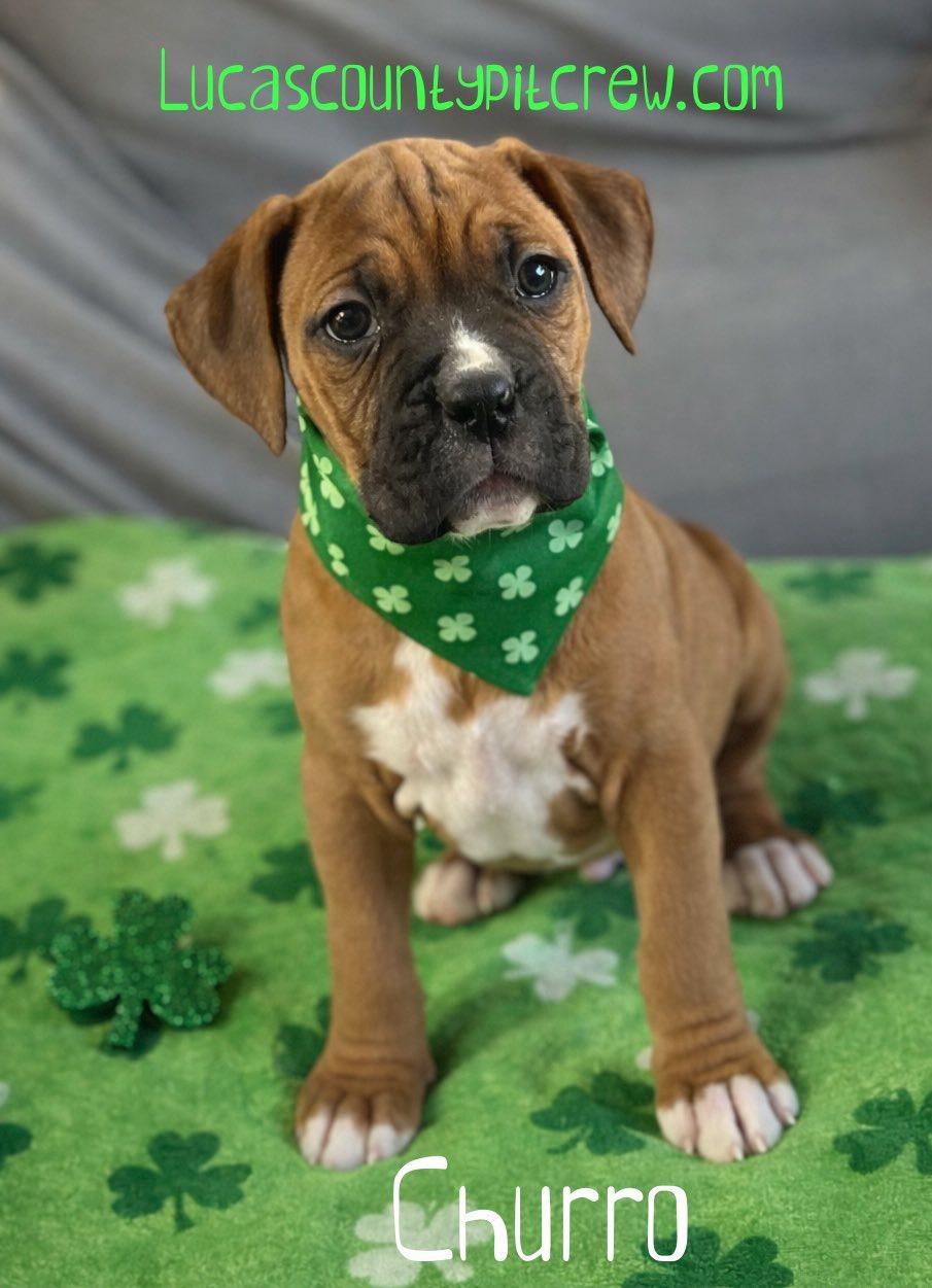 Enlarge Churro, an adopted mixed breed in Toledo, OH image 1/2