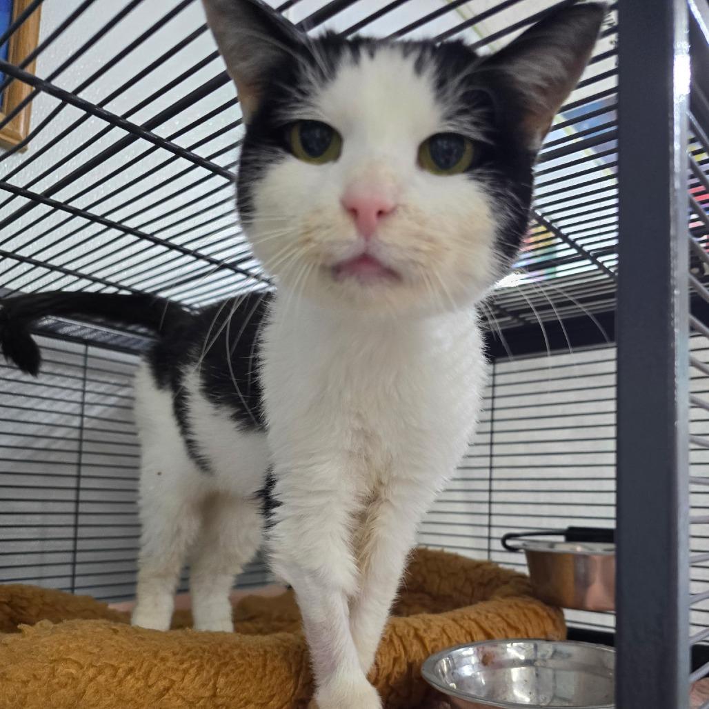 Enlarge Mary Jane, a Adoptable Domestic Medium Hair in Marble, NC image 1/5