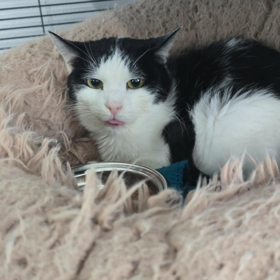 Enlarge Mary Jane, a Adoptable Domestic Medium Hair in Marble, NC image 2/5