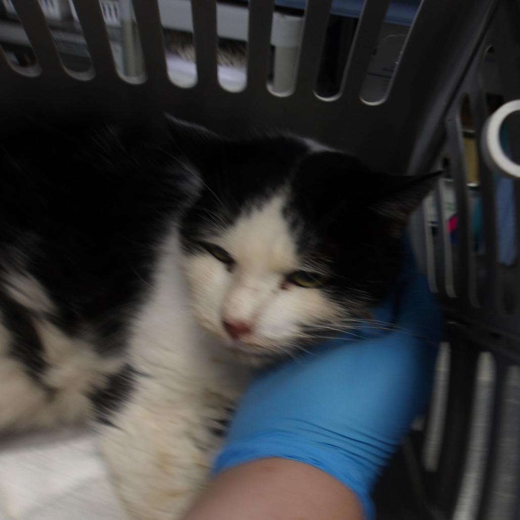 Enlarge Mary Jane, a Adoptable Domestic Medium Hair in Marble, NC image 4/5