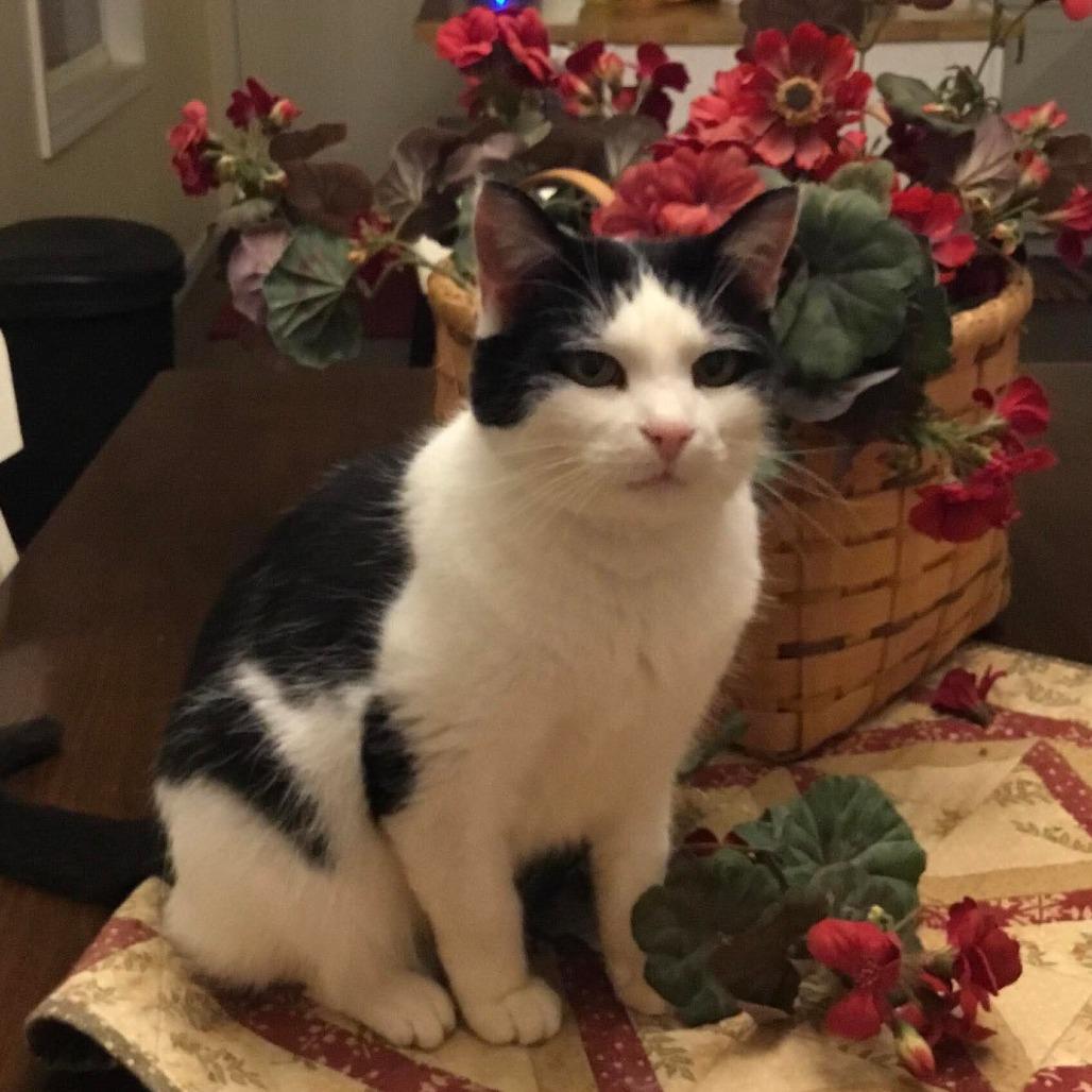 Enlarge Mary Jane, a Adoptable Domestic Medium Hair in Marble, NC image 5/5