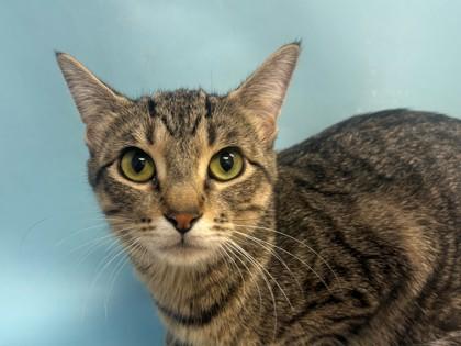 Paisley, Adoptable, Young Female Domestic Short Hair & Domestic Short Hair.