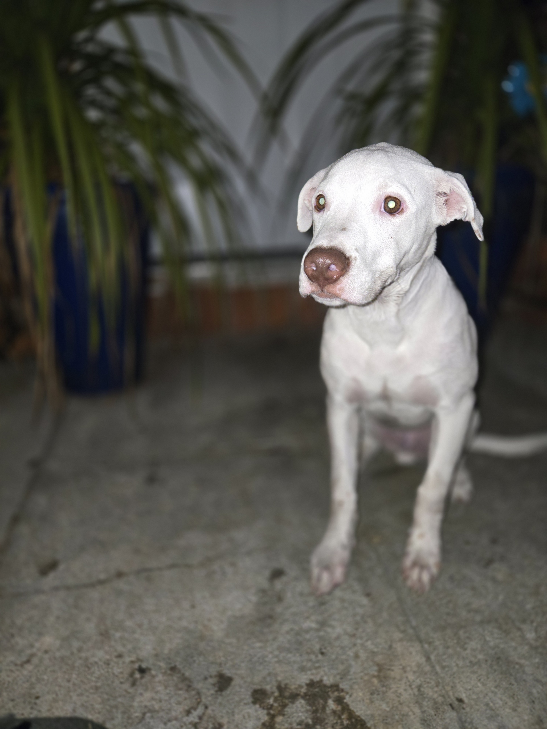 Enlarge Conner, a Adoptable Pit Bull Terrier in Far Rockaway, NY image 1/3