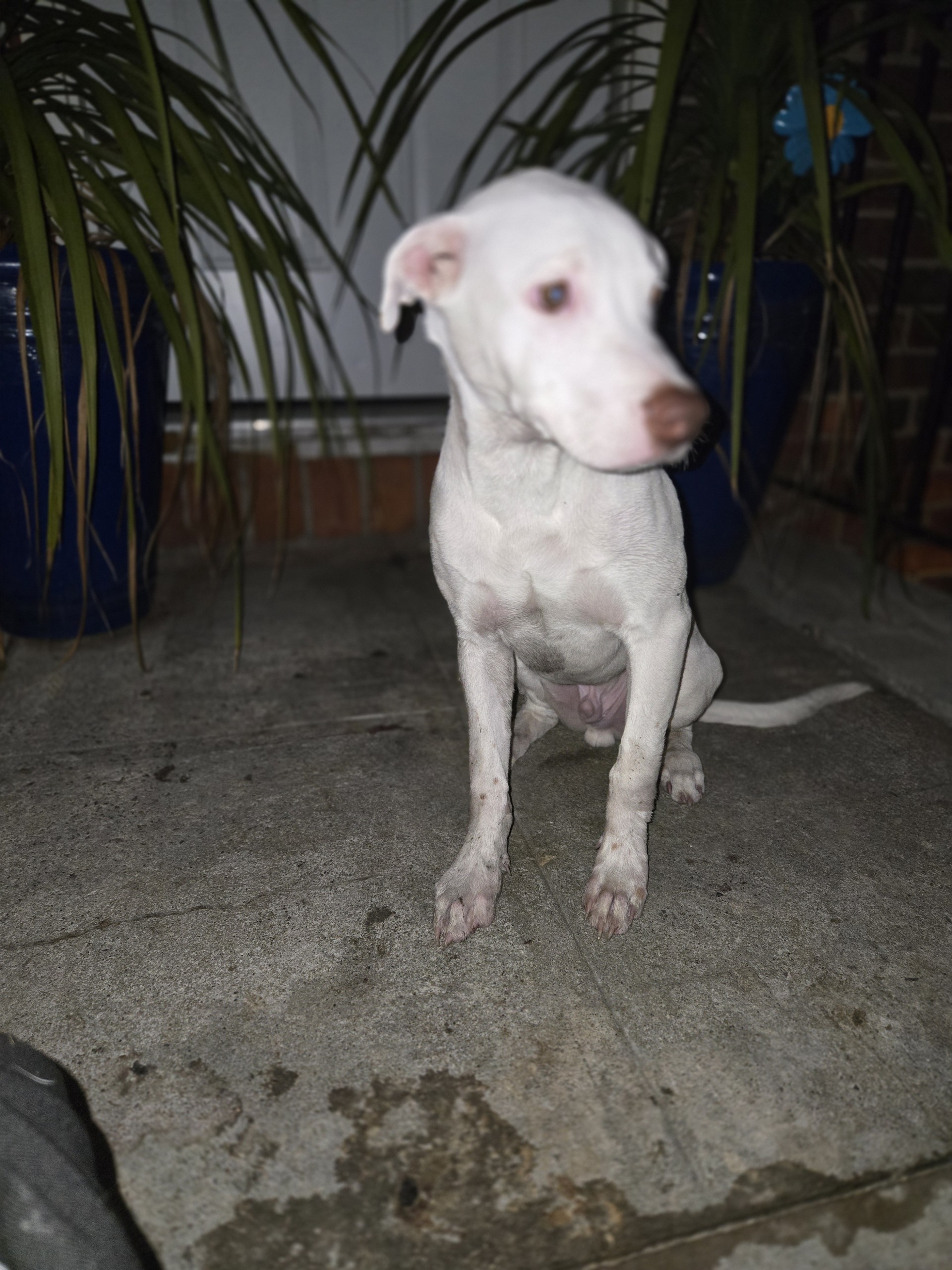 Enlarge Conner, a Adoptable Pit Bull Terrier in Far Rockaway, NY image 2/3