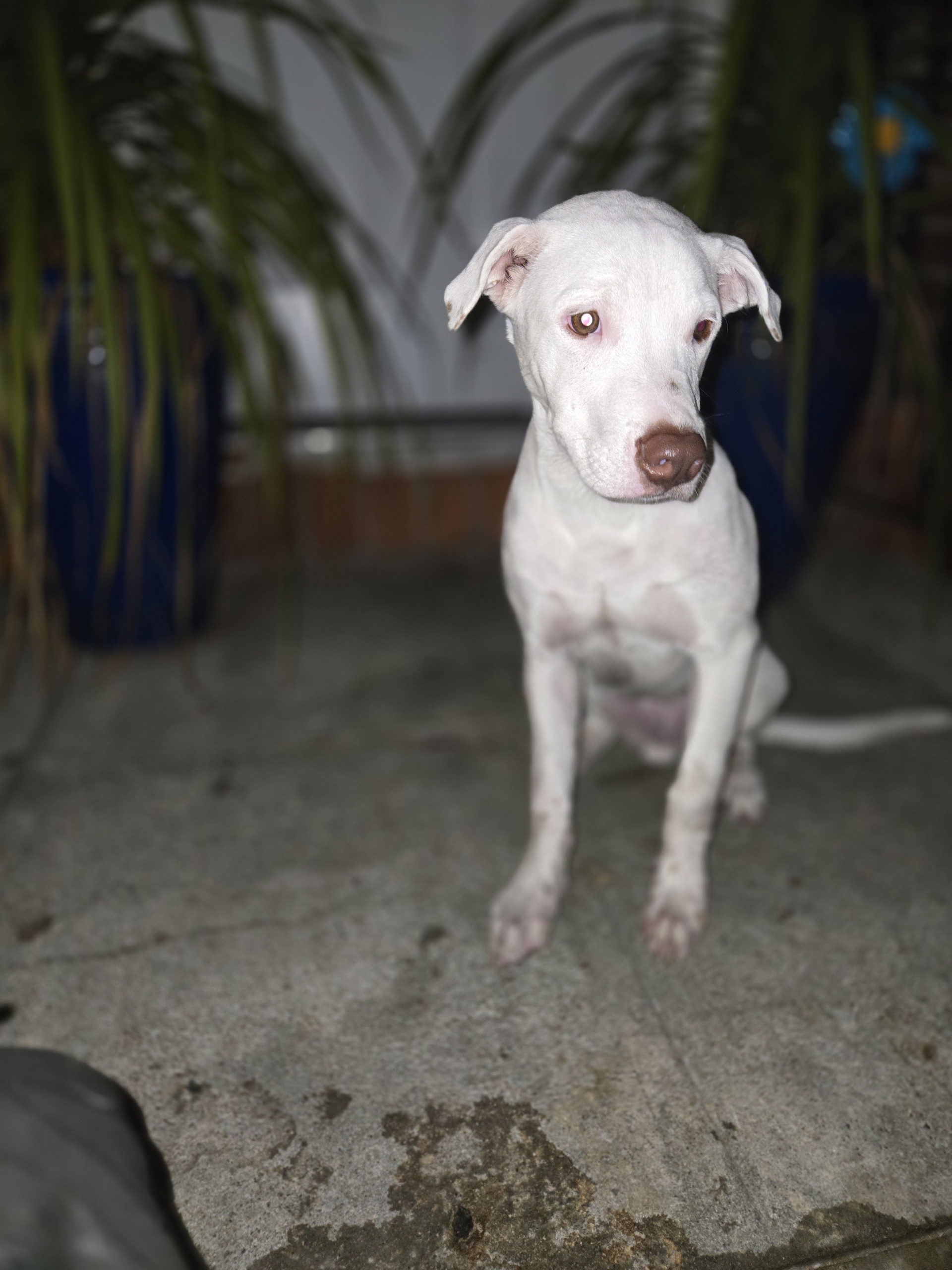 Enlarge Conner, a Adoptable Pit Bull Terrier in Far Rockaway, NY image 3/3