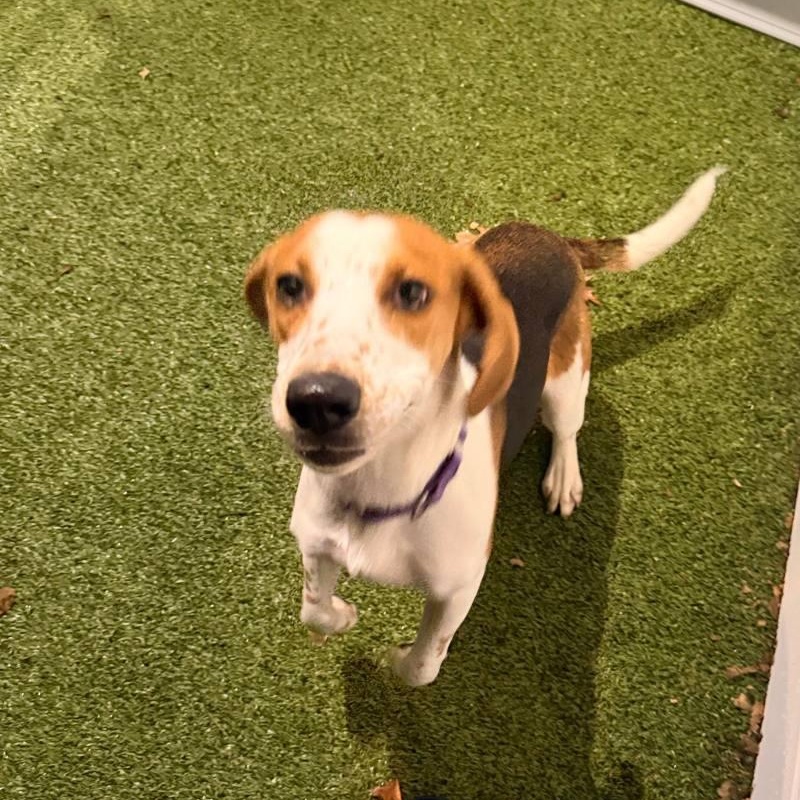 Enlarge Essie, a ADOPTABLE mixed breed in New Bedford, MA image 1/4