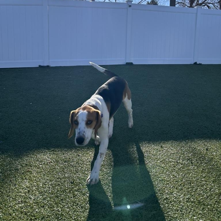 Enlarge Essie, a ADOPTABLE mixed breed in New Bedford, MA image 4/4