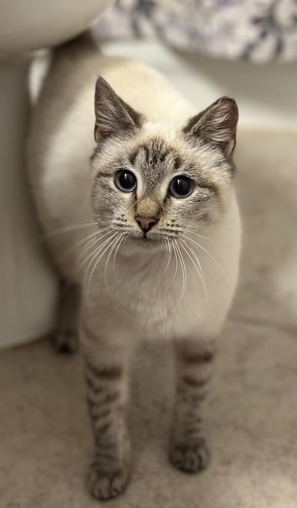 Enlarge Anna, a Adoptable Manx in Fern Park, FL image 1/3