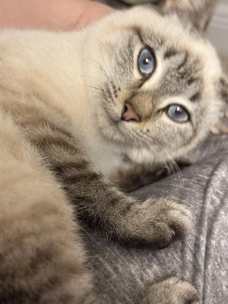 Enlarge Anna, a Adoptable Manx in Fern Park, FL image 2/3