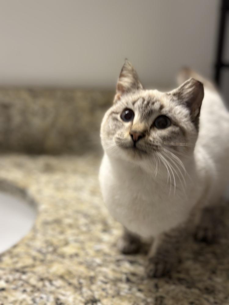 Enlarge Anna, a Adoptable Manx in Fern Park, FL image 3/3