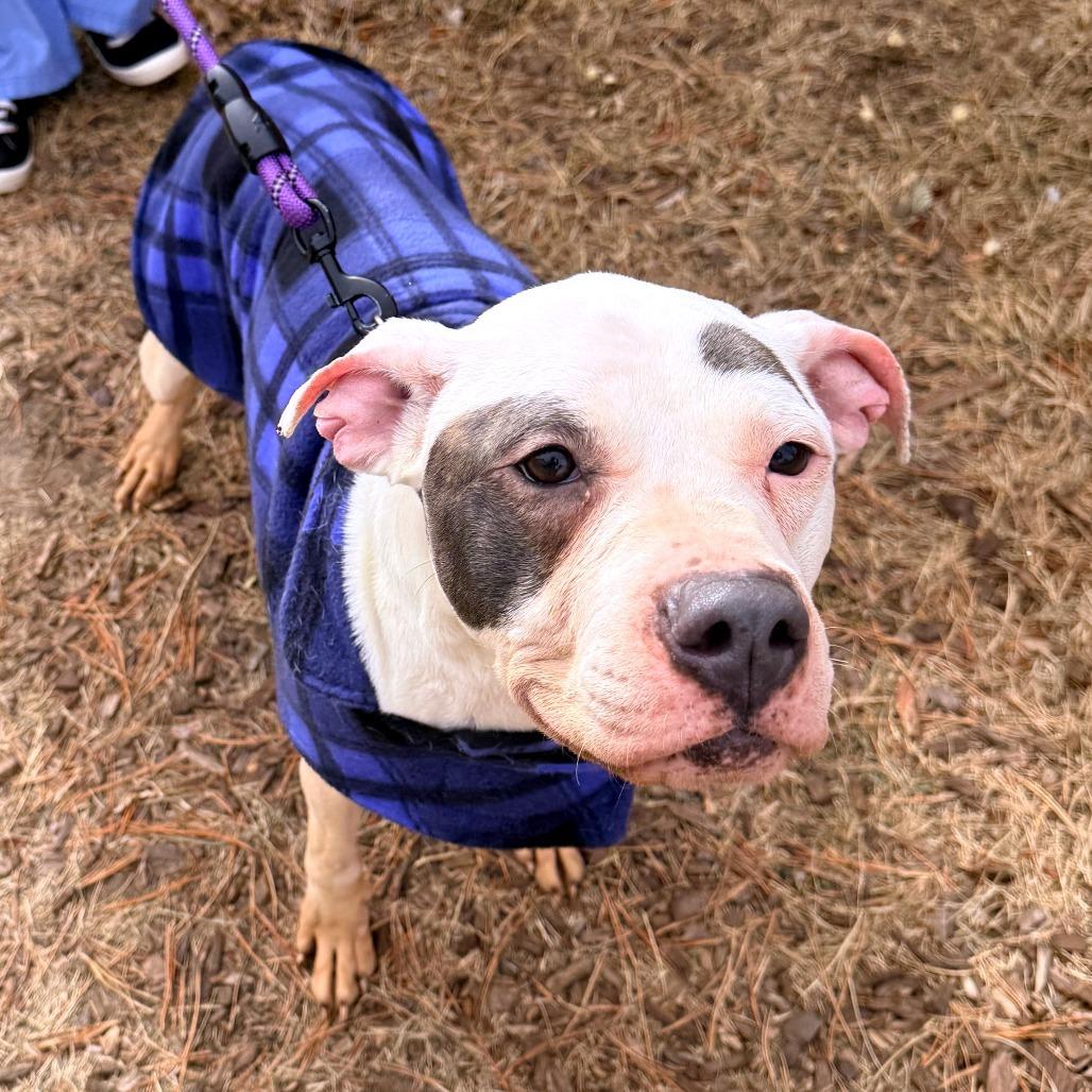 Juno (Juju on the Beat Brown), Adoptable, Adult Female Pit Bull Terrier.