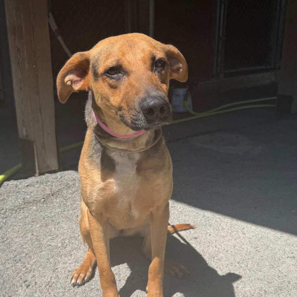 Enlarge Dixie, a Adoptable Hound in Jacksonville, AR image 1/3
