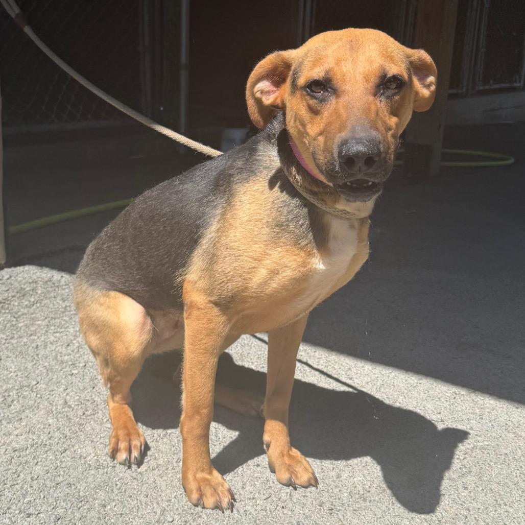 Enlarge Dixie, a Adoptable Hound in Jacksonville, AR image 3/3