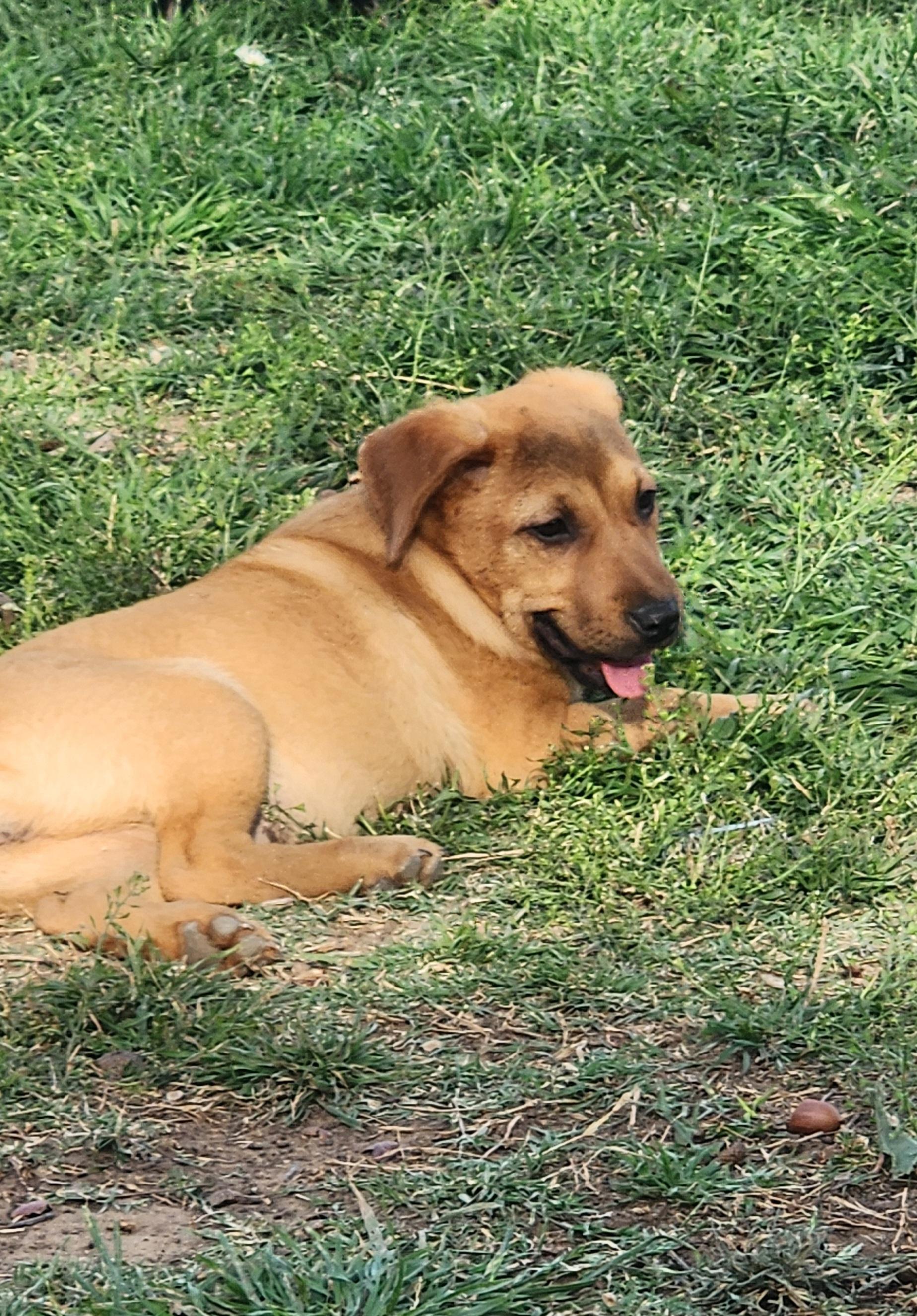 Enlarge Lola, a Adoptable Mixed Breed in La Crosse, WI image 1/2