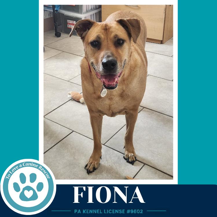 Fiona, a Adoptable mixed breed in Kimberton, PA image 1/3