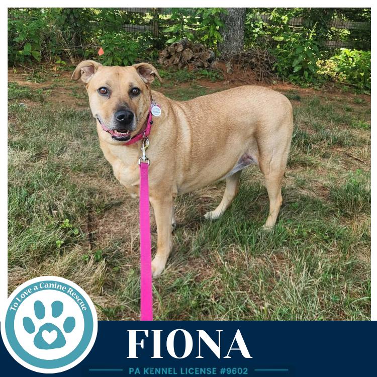 Fiona, a Adoptable mixed breed in Kimberton, PA image 2/3