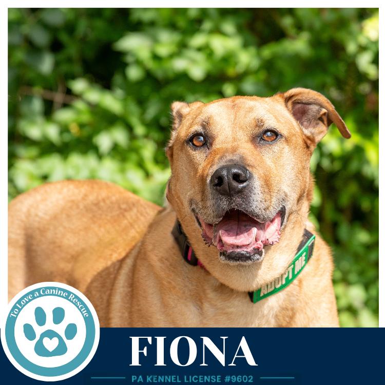 Enlarge Fiona, a Adoptable mixed breed in Kimberton, PA image 3/5